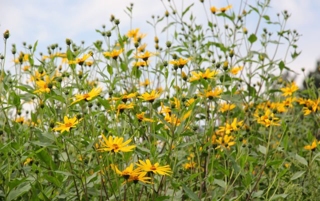 Топинамбур: Выкопать все клубни невозможно, а каждый пропущенный «орешек» весной превращается в метровый «лес». Топинамбур