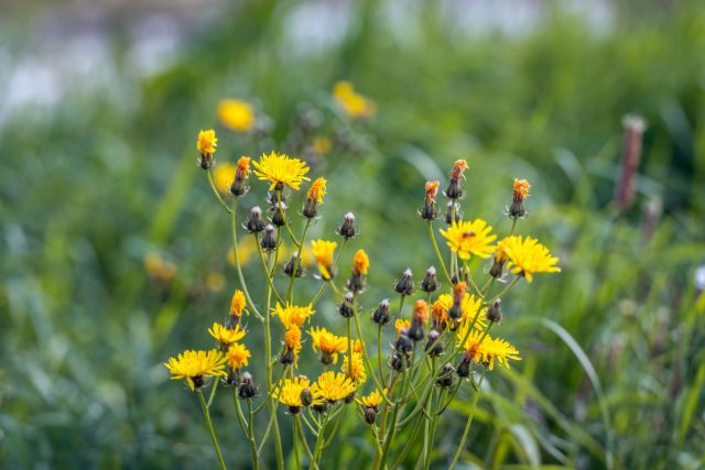 Осот полевой: Неистребим из-за двойной угрозы: глубокой корневой сетки и множества семян-«парашютиков», летящих по ветру. Осот полевой