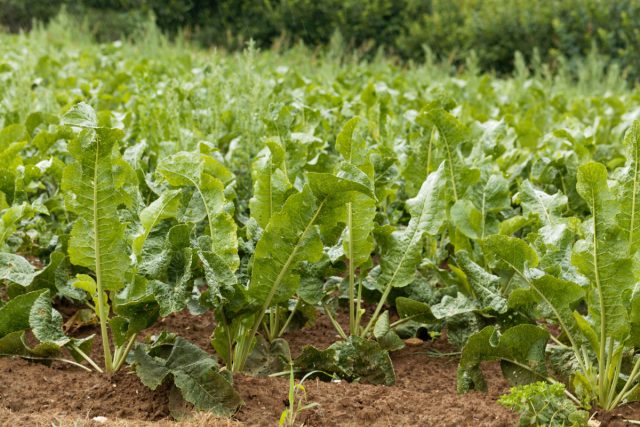 Хрен: Любой, даже сантиметровый, обрывок корня даёт новое растение. Посадив его один раз, вы получаете его навсегда. Хрен