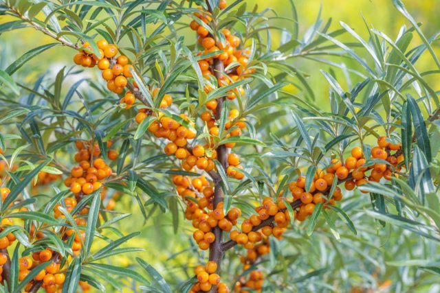 Облепиха: Её корневые отпрыски «выстреливают» на 4–6 метров, появляясь в газоне, на грядках и даже у соседей. Облепиха