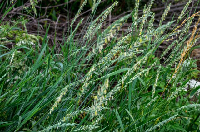 Пырей: Белые шнуровидные корни рвутся при выкопке, и каждый оставшийся в земле обрывок даёт жизнь новому сорняку. Пырей ползучий