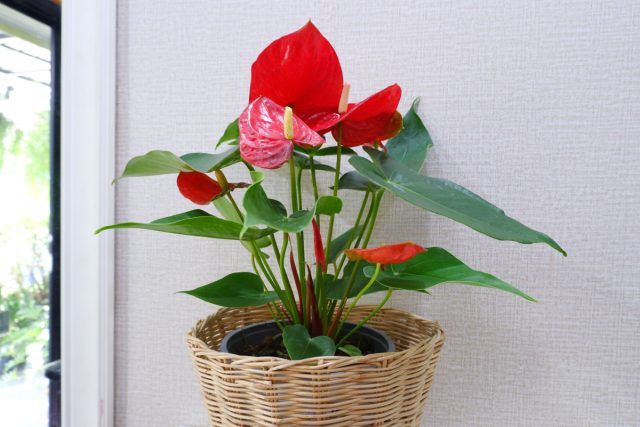 Антуриум (мужское счастье). Яркий и глянцевый, этот цветок-сердце отвечает за страсть и мужскую энергию в доме. Антуриум (мужское счастье). Яркий и глянцевый, этот цветок-сердце отвечает за страсть и мужскую энергию в доме.