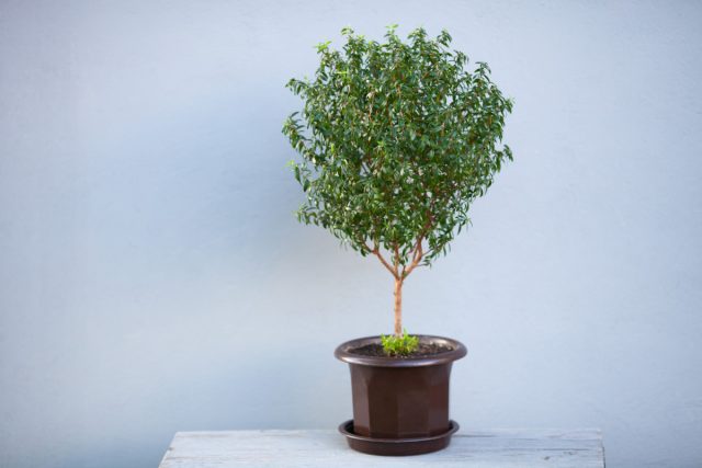 Мирт. Древний символ любви и верности. Говорят, это деревце — настоящий индикатор семейной гармонии. Мирт. Древний символ любви и верности. Говорят, это деревце — настоящий индикатор семейной гармонии.