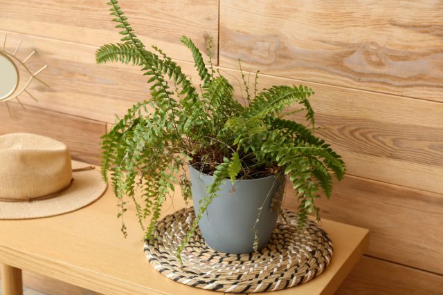 Папоротник. Мистическое растение из легенд. Считается, что его пышные листья впитывают негатив и приносят в дом спокойствие. Папоротник. Мистическое растение из легенд. Считается, что его пышные листья впитывают негатив и приносят в дом спокойствие.