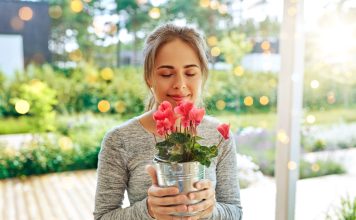 12 комнатных растений, которые приносят удачу и счастье в дом