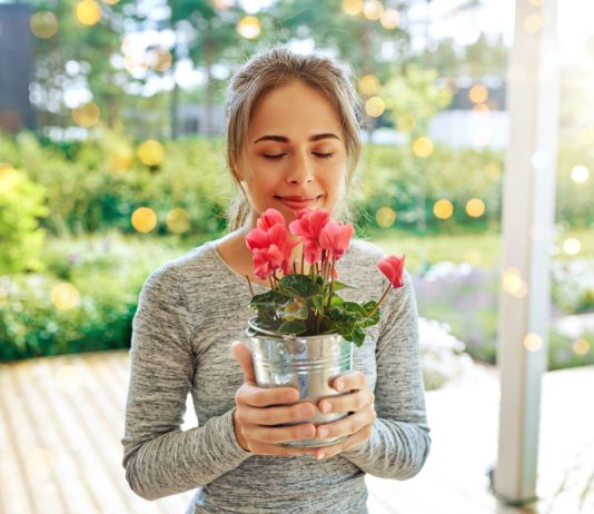 12 комнатных растений, которые приносят удачу и счастье в дом - Комнатные растения 12 комнатных растений, которые приносят удачу и счастье в дом