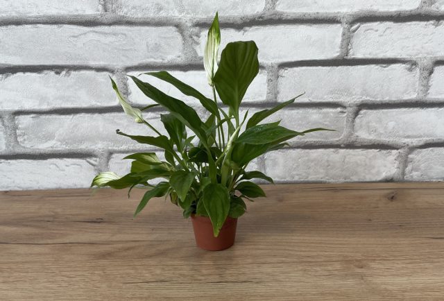 Спатифиллум