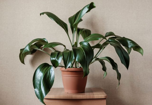 Аспидистра