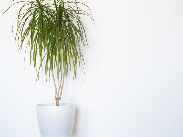 Драцена маргината