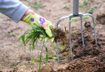 12 растений, которые вы не сможете вывести с участка