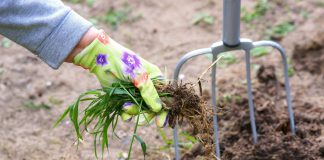 12 растений, которые вы не сможете вывести с участка - Лучшее 12 растений, которые вы не сможете вывести с участка