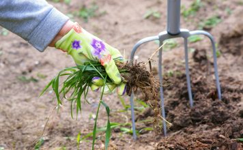 12 растений, которые вы не сможете вывести с участка