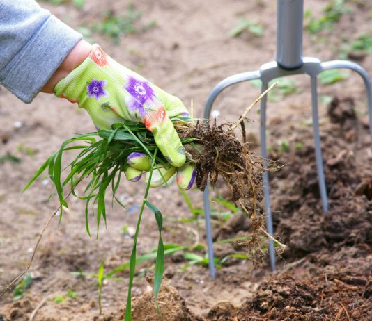 12 растений, которые вы не сможете вывести с участка - Сад и огород 12 растений, которые вы не сможете вывести с участка