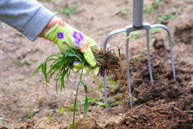 12 растений, которые вы не сможете вывести с участка 12 растений, которые вы не сможете вывести с участка