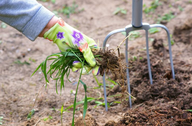 12 растений, которые вы не сможете вывести с участка 12 растений, которые вы не сможете вывести с участка