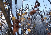 Что за плодовое дерево?