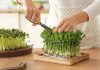5 простых и полезных культур микрозелени, которые я рекомендую всем
