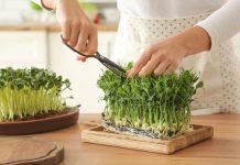 5 простых и полезных культур микрозелени, которые я рекомендую всем