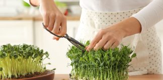 5 лучших культур микрозелени для дома, которые я рекомендую всем - Сад и огород 5 простых и полезных культур микрозелени, которые я рекомендую всем