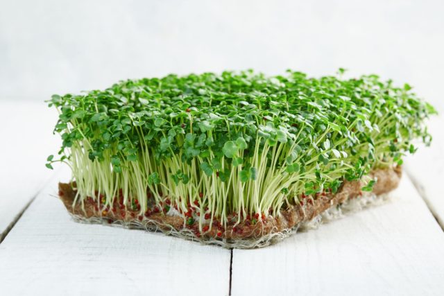 Яркие зелёные всходы с лёгким капустным ароматом. Быстро растут и неприхотливы, подходят для любых блюд. Главное — умеренный полив и прохладное место, иначе ростки вытягиваются и становятся слабенькими.