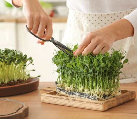 5 простых и полезных культур микрозелени, которые я рекомендую всем
