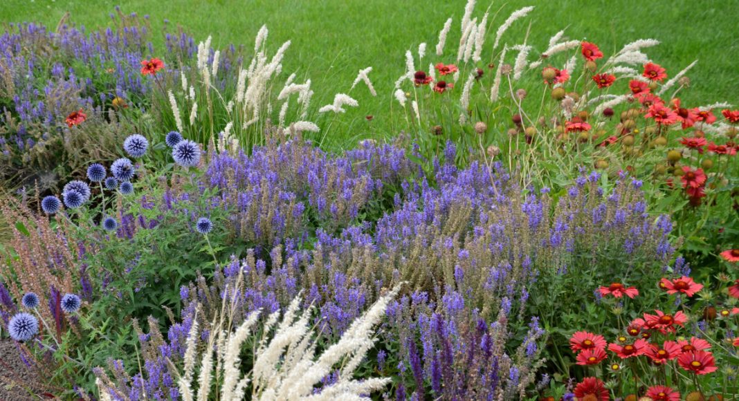 5 многолетников, которые заменили все мои однолетники