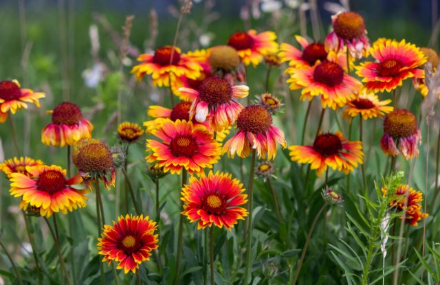 Гайлардия остистая (Gaillardia aristata). Цветёт всё лето, не замечает ни жары, ни засухи. Один раз посадила — и больше не думаю, чем закрыть пустое место. Простое, честное растение, без “танцев с бубном”. Гайлардия остистая (Gaillardia aristata). Цветёт всё лето, не замечает ни жары, ни засухи. Один раз посадила — и больше не думаю, чем закрыть пустое место. Простое, честное растение, без “танцев с бубном”.