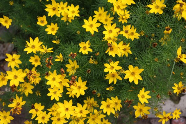 Кореопсис мутовчатый (Coreopsis verticillata). Держится в любую погоду, не разваливается, не лезет на соседей. Цветёт долго и аккуратно, даже когда остальное уже устало. Кореопсис мутовчатый (Coreopsis verticillata). Держится в любую погоду, не разваливается, не лезет на соседей. Цветёт долго и аккуратно, даже когда остальное уже устало.