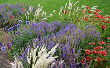 5 многолетников, которые заменили все мои однолетники