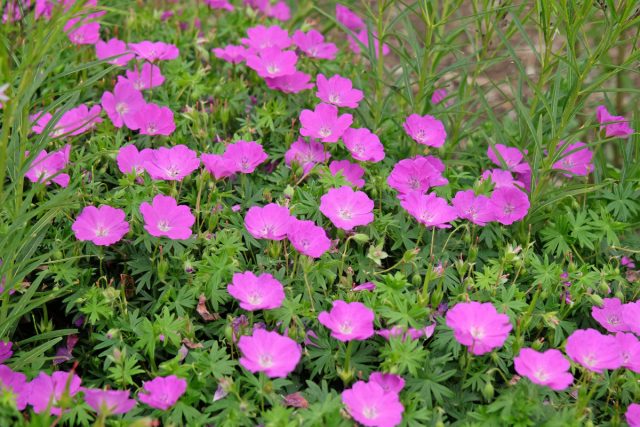 Герань кроваво-красная (Geranium sanguineum). Растёт плотным ковром, закрывает землю и сама душит сорняки. Не выгорает, не сохнет, осенью становится красной. Настоящее спокойствие в саду. Герань кроваво-красная (Geranium sanguineum). Растёт плотным ковром, закрывает землю и сама душит сорняки. Не выгорает, не сохнет, осенью становится красной. Настоящее спокойствие в саду.