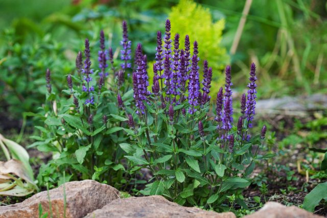 Шалфей дубравный (Salvia nemorosa). Сажала ради эксперимента — теперь без него клумба кажется пустой. Цветёт дважды, если подстричь. Выглядит аккуратно даже без моего участия. Шалфей дубравный (Salvia nemorosa). Сажала ради эксперимента — теперь без него клумба кажется пустой. Цветёт дважды, если подстричь. Выглядит аккуратно даже без моего участия.