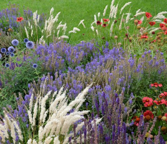 5 многолетников, которыми я заменила однолетники в саду - Цветник и ландшафт 5 многолетников, которые заменили все мои однолетники