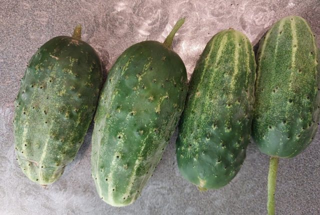 Конкурент. Сорт, который оправдывает своё имя: работает без сбоев, легко выдерживает жару и даёт ровные, крепкие плоды. Это тот случай, когда сажаешь — и успокаиваешься. Минимум ухода, максимум пользы и стабильности. Огурцы сорта Конкурент для засолки и салатов