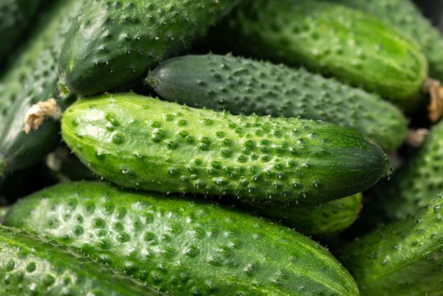 Герман F1. Железобетонный иммунитет, ровные плоды и огромная отдача — этот гибрид тянет урожай даже в сложный сезон. Идеален, если не хочешь постоянно контролировать грядки. Герман сам делает свою работу. Урожайные огурцы гибрида Герман F1