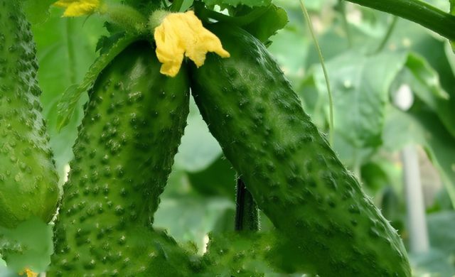 Нежинский. Аромат традиционной засолки, плотная мякоть, хруст и узнаваемый вкус — этот сорт создан для настоящих бочковых огурцов. Он устойчив, неприхотлив и благодарно отвечает даже на базовый уход. Классика, которую не переплюнуть. Огурцы сорта Нежинский для бочковой засолки