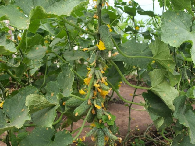 Сибирская гирлянда F1. Гибрид для непростого климата: плодоносит в холод, дождь, перепады температуры и не боится стрессов. Даёт много мелких, ровных огурчиков, которые идеально идут в салаты и засолку. Настоящая машина урожая. Холодостойкие огурцы Сибирская гирлянда F1