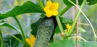 «Золотая пятёрка» огурцов — идеальные сорта на все случаи жизни