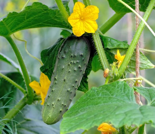«Золотая пятёрка» огурцов — идеальные сорта на все случаи жизни - Сад и огород «Золотая пятёрка» огурцов — идеальные сорта на все случаи жизни