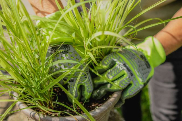 Лемонграсс содержит эфирное масло, лимонен, витамины, кислоты и другие полезные вещества. Лемонграсс содержит эфирное масло, лимонен, витамины, кислоты и другие полезные вещества.