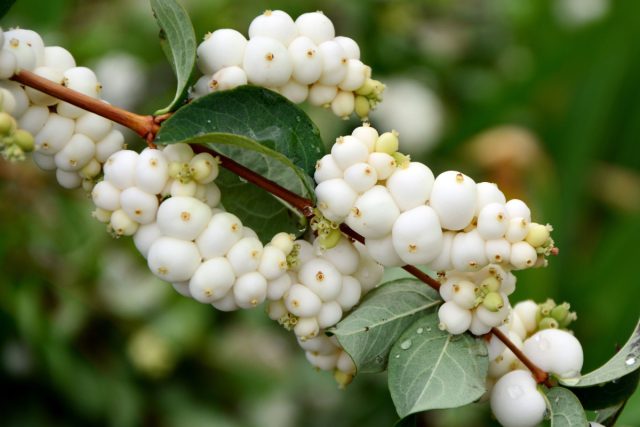 Люблю, как снежноягодник выглядит осенью — белые бусины на ветках, словно первый снег. Но за картинкой скрывается бедствие: расползается корнями и забивает всё вокруг.