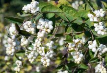 6 модных кустарников, о посадке которых я пожалела 6 модных кустарников, о посадке которых я пожалела