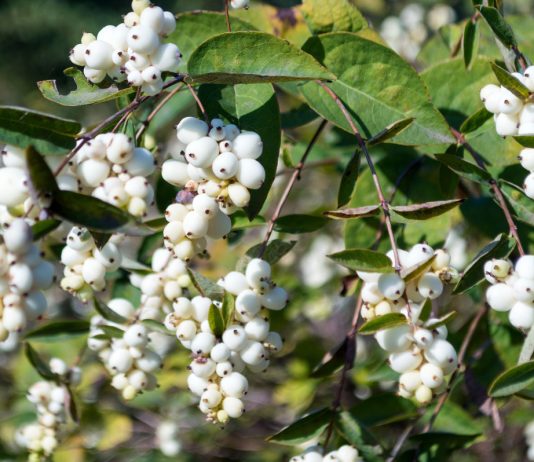 6 модных кустарников, о посадке которых я пожалела - Цветник и ландшафт 6 модных кустарников, о посадке которых я пожалела