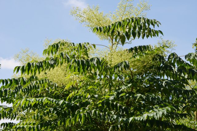 Эффектное, почти тропическое дерево с колючками. Красиво, но поросль растёт быстро, колется, удалять сложно. Опавшие листья медленно разлагаются, тень затеняет все вокруг. Экзотика обернулась головной болью.