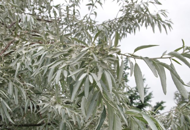 Серебристый куст с жёлтыми цветами. Корни агрессивные, побеги растут в радиусе нескольких метров. Азотные клубеньки делают его ещё живучее. Красота стоит многолетней борьбы.