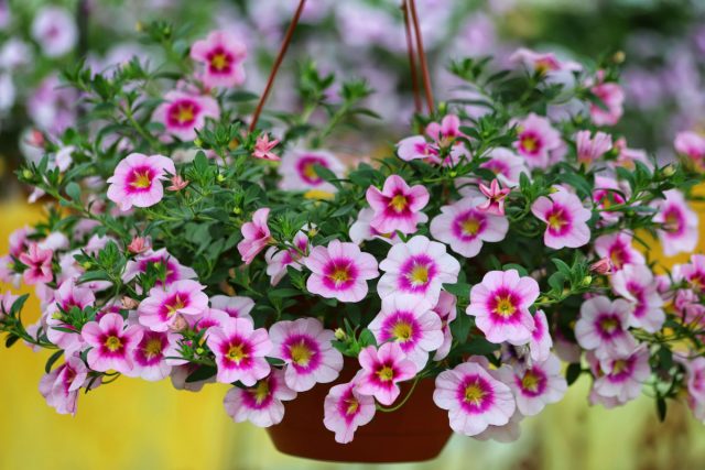 Петуния ампельная. Думала, что украшу двор цветочным водопадом, а в итоге каждый дождь превращал корзины в унылые тряпки. Полив, подкормки, прищипка — бесконечный круг забот. Красиво, но только если лето без дождей и с отпуском отмена.