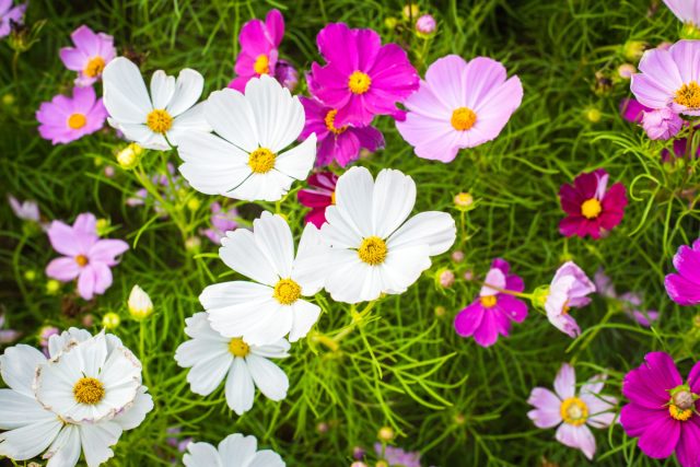 Космея дваждыперистая. Посеяла, как все советуют: "сеешь и забываешь". Забыла — и зря. Космея выросла под два метра, легла после первого ветра, заполнила всё самосевом. Милая на фото, а в жизни — хаос с подвязками и прореживанием весь сезон.