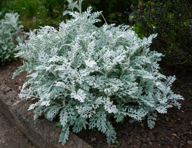 Цинерария приморская. Серебристая королева бордюров быстро теряет корону. Пока формируешь — она вытягивается, пока поливаешь — болеет. Кажется, что ухаживаешь за стареющей дивой, которой всё не так. К августу — ржавчина и усталость.