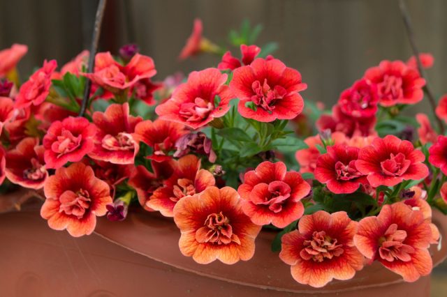 Калибрахоа. Влюбилась с первого взгляда — мини-петуния, воздушная, сплошное очарование. Но за каждым этим облаком стоит подкисленная вода, хелат железа и два полива в день. Без присмотра день-два — и всё, корзина в коме.