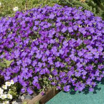 Обриета (Aubrieta)