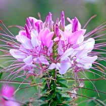 Клеома (Cleome spinosa) 